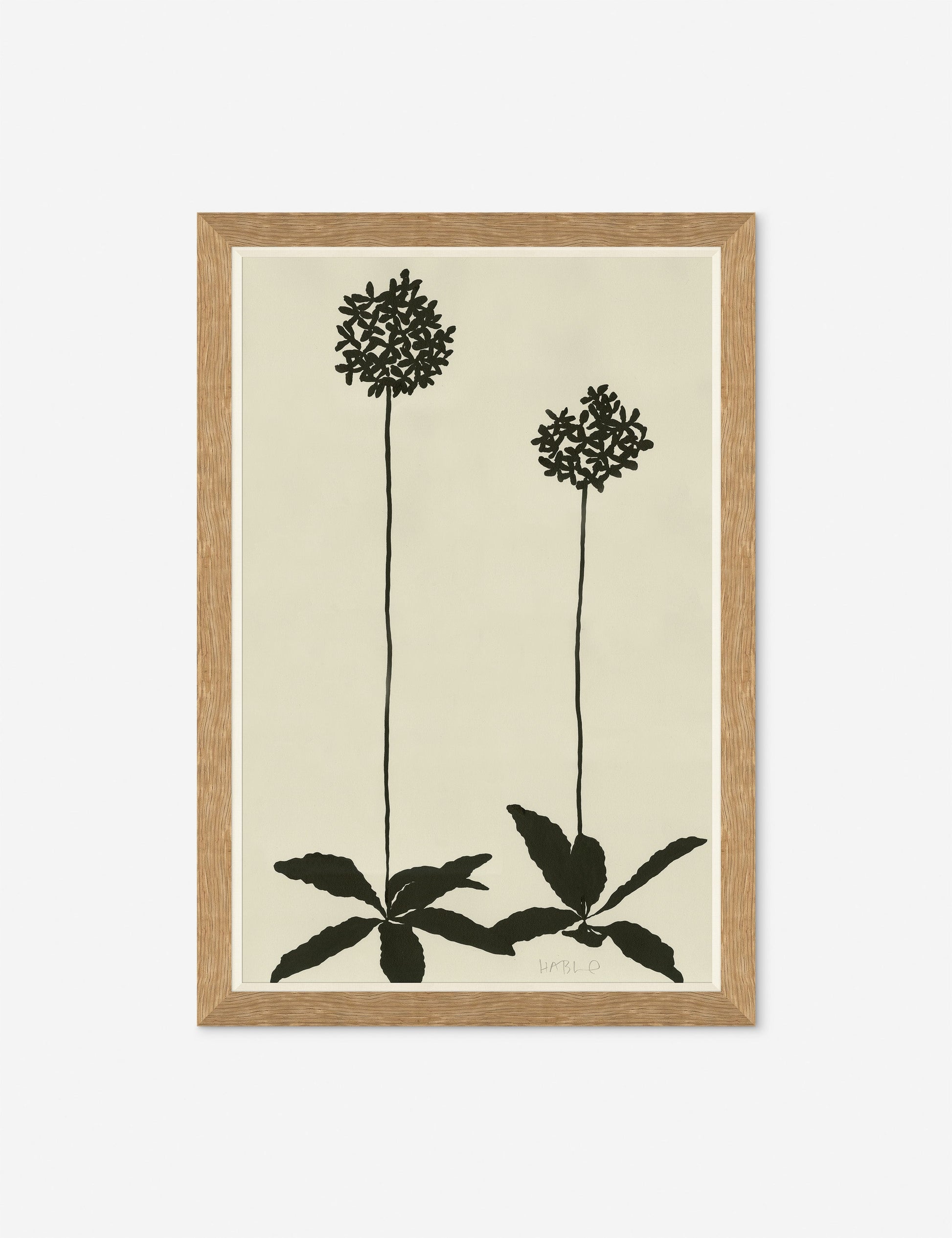 Allium By Susan Hable